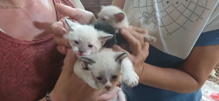 Lindos gatinhos