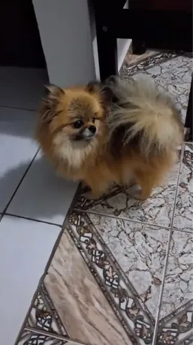 Spitz Fêmea Micro