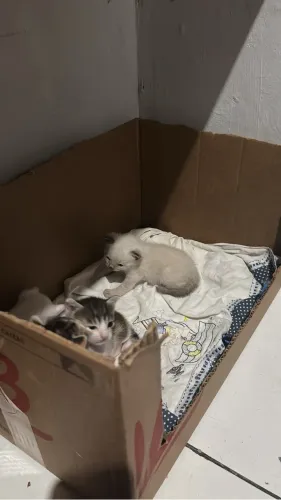 gatos para adoção 