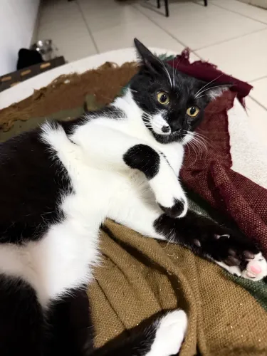 doação gato frajola