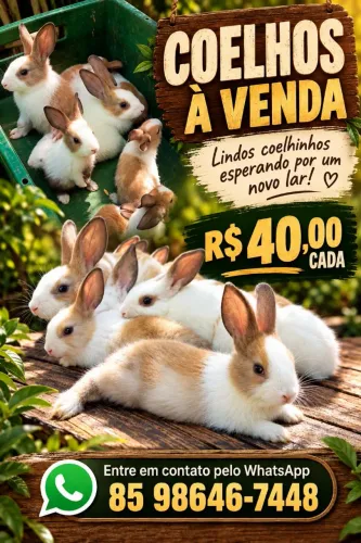 Coelho Fofo e Saudável - Ótimo Pet para Família e Crianças