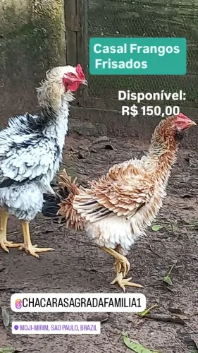 Casal de Frangos Frisados