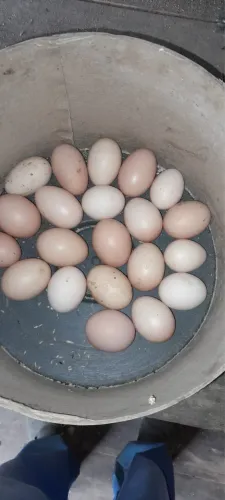 Ovos Galinha Brahma