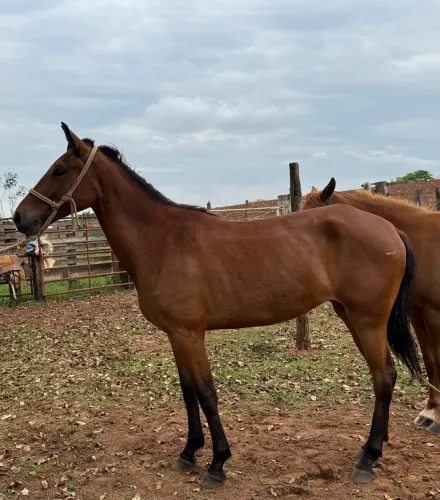 Vende-se duas égua QM