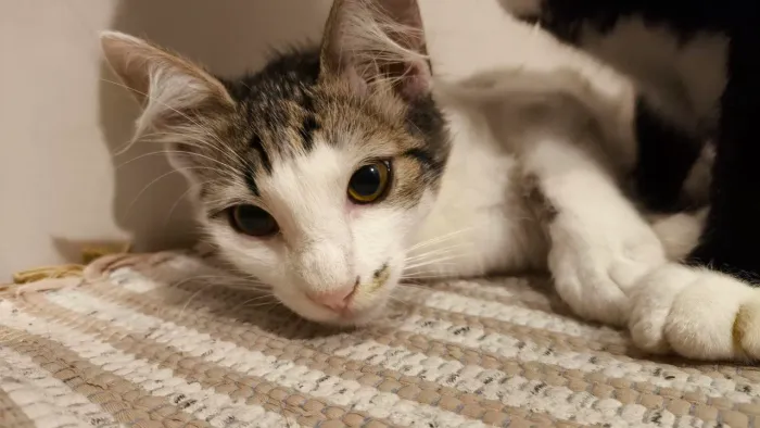 Gato 3 meses - Macho - Adoção