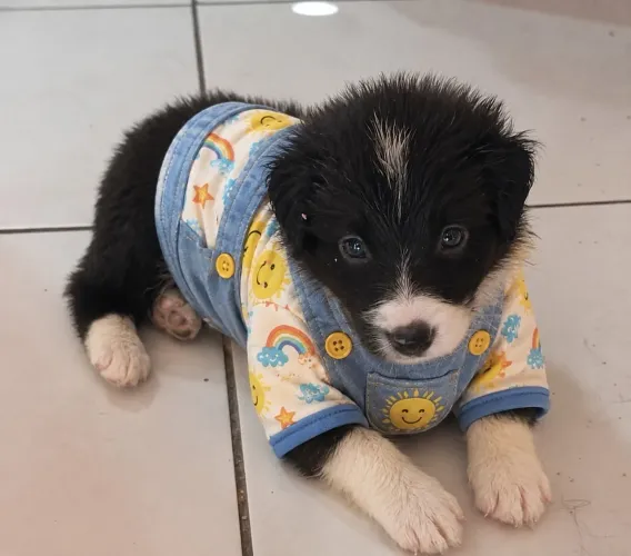 Filhotes de Border collie