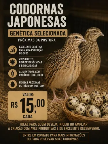 Codornas Japonesas de Genética Selecionada - Próximas da Postura