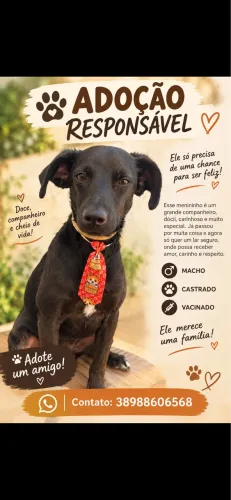 Adoção responsável 