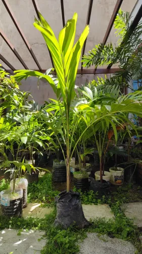 Palmeira veichia,mudas com 1.50 MT 40.00 a unidade