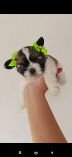 Vendo linda filhote de Shitzu femea