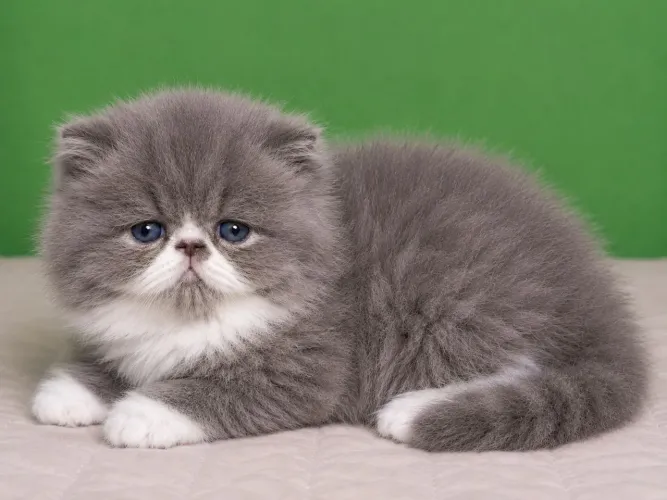Filhote de gato persa