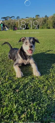 Cachorro para doação