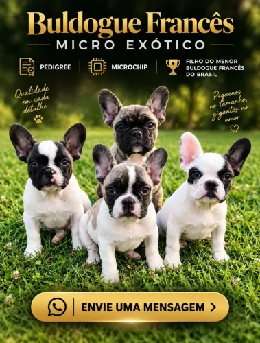 Buldog Francês Exótic Micro