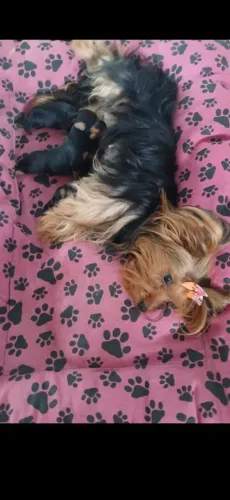 Yorkshire Terrier lindo filhote para reservar São micro pequeno só tenho macho n