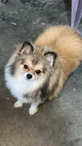 Lulu da Pomerânia 