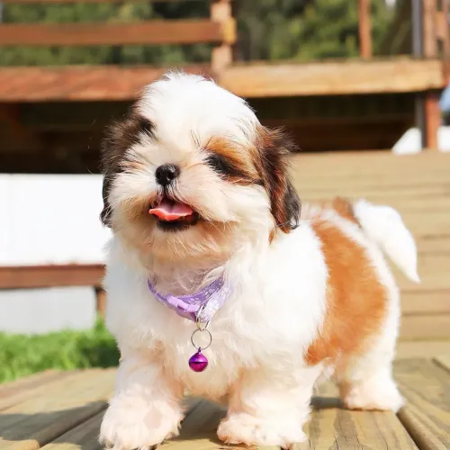 Shihtzu com pedigree CBKC