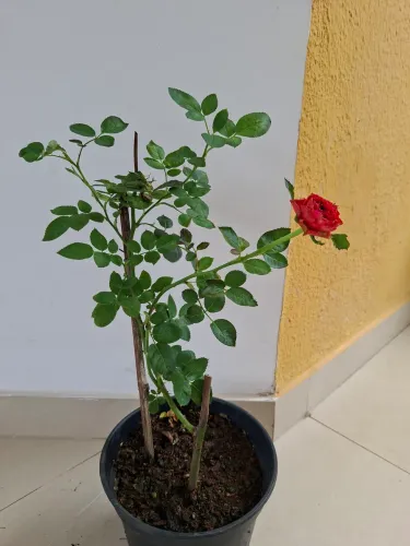 Roseira