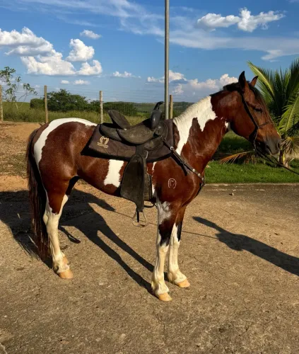 GARANHÃO PAMPA - MANGALARGA