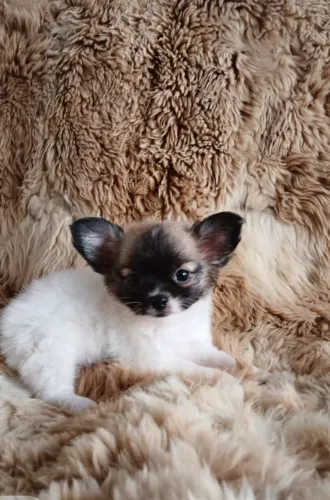 Chihuahua lindo pelo longo