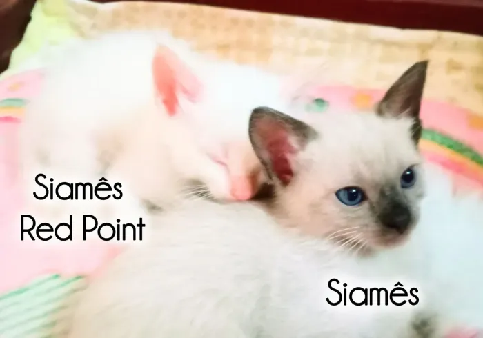 Gato Filhote Siamês