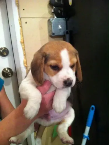 Beagle companheiro perfeito