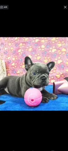 FILHOTES OLHOS AZUIS, BULLDOG FRANCÊS EXÓTICOS