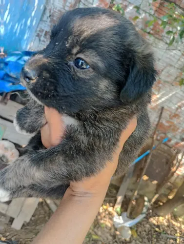 Filhote de cachorro para adoção