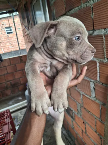 Filhotes American Bully Micro 