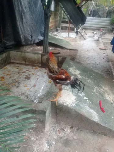 Galo Índio gigante