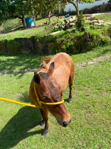 Pônei a venda
