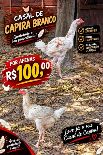 CASAL CAIPIRA BRANCOS 