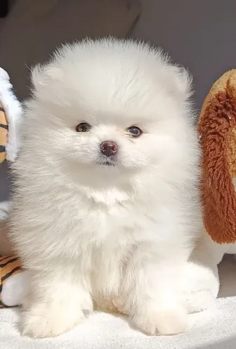 Lulu da Pomerãnia