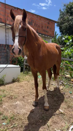 Cavalo a venda