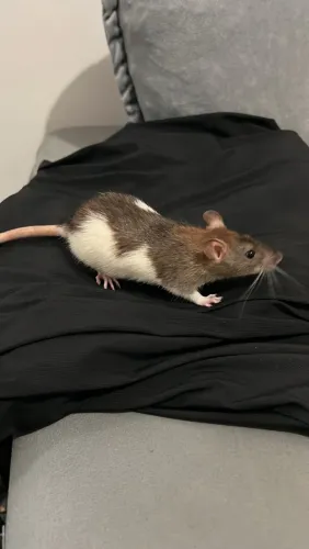Rato Twister Filhote | Rato de Estimação
