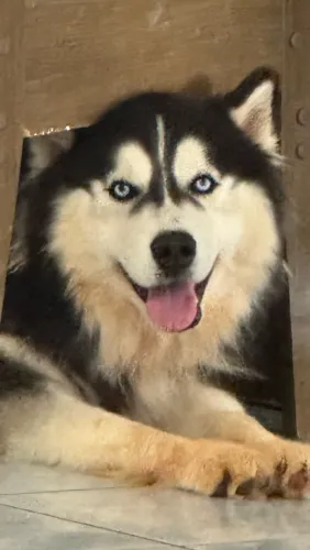 Husky siberiano Macho para cruzar 