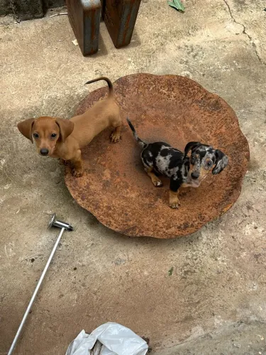 Vende-se filhote Dachshund (Cofap/salsicha)