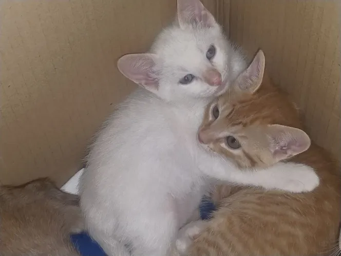 Doa-se gatinhos