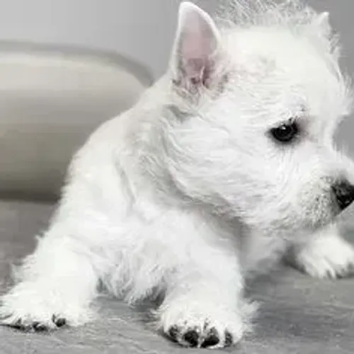 West Terrier Filhote Bem Sociável