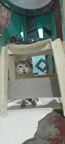 Gato Macho brincalhão