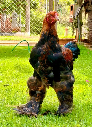 Frangos Brahma