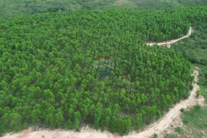 FAZENDA BEIRA RIO 290 HA FLORESTA EM PRODUÇÃO + CARVÃO + TERRA BARATA