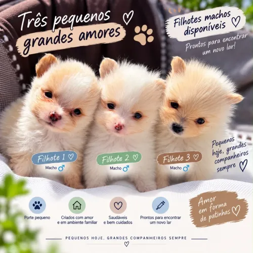  ? Spitz Alemão ? Último filhote disponível! ?