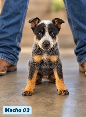 Filhotes Blue Heeler