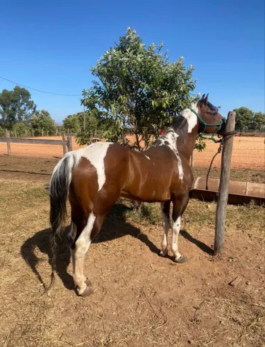 CAVALO GARANHÃO DE LAÇO