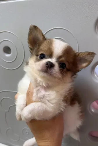 Chihuahua pelo longo uma gracinha