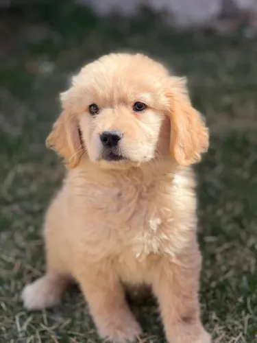 Golden retriever docil ideal para crianças