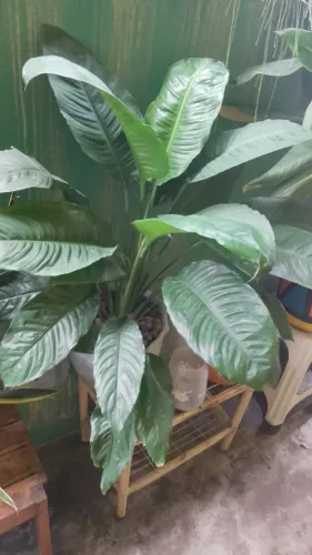 Lírio da paz planta