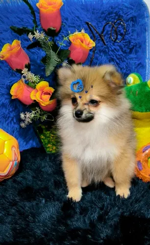 Lulu da Pomerânia machinho Anão 