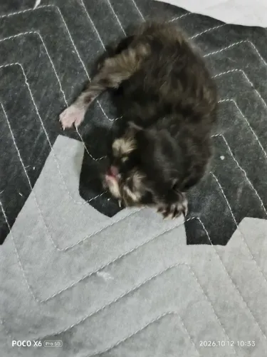 Gata fêmea Persa