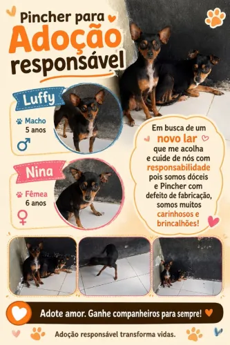 Pincher ADOÇÃO